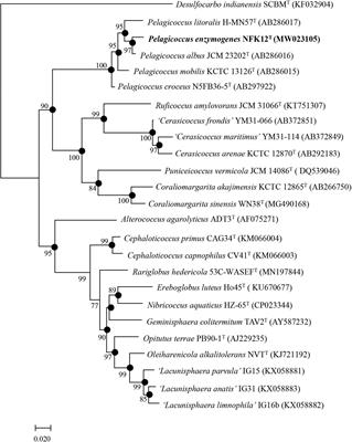 Antibiotic Modulation of Capsular Exopolysaccharide in Pelagicoccus enzymogenes sp. nov. Isolated From Marine Sediment